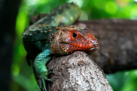 Green iguana with a red head on a snagの写真素材