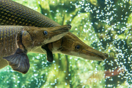 Two large predatory fish under waterの写真素材