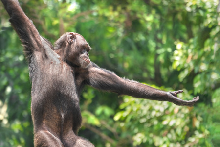 Chimpanzee monkey portrait, close-upの写真素材