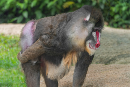Mandrill Baboon (Mandrillus sphinx) scratching backの写真素材