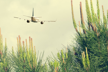 Passenger airplane flying over pinesの写真素材
