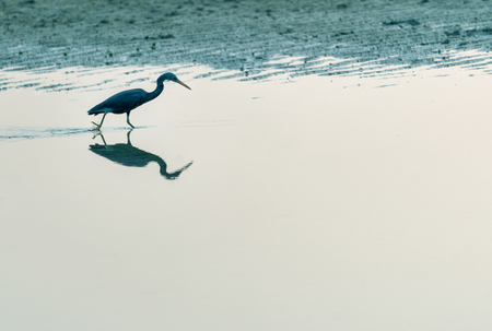 Black Egret (Egretta ardesiaca) in waterの写真素材