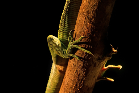 bright green lizard on a branch in the terrariumの写真素材