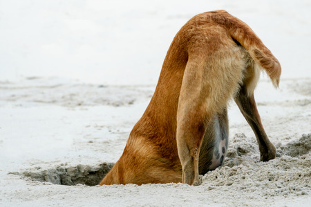 A large brown dog digs a hole in the sand on the beachの写真素材