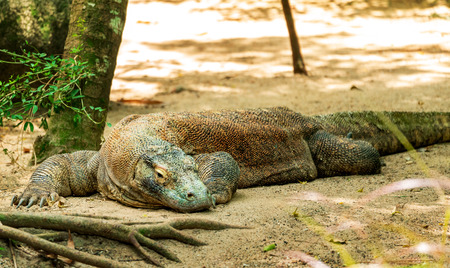Komodo Dragon (Varanus komodoensis) on the sandの写真素材