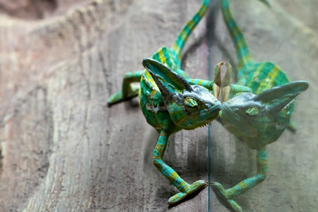 The green chameleon is reflected in the terrarium glassの写真素材