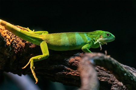 bright green lizard on a branch in the terrariumの写真素材