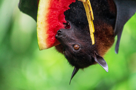 Fruit bat (Megachiroptera) eating watermelonの写真素材