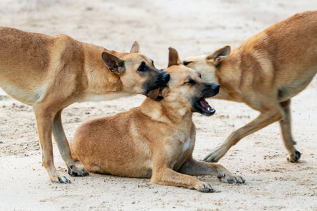 Three big brown dogs are playing on the beachの写真素材