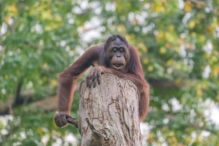 Orangutan sits on the trunk of a tree and looks downの写真素材