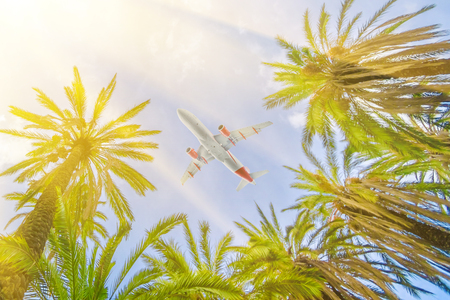 Passenger airplane flying over palm treesの写真素材