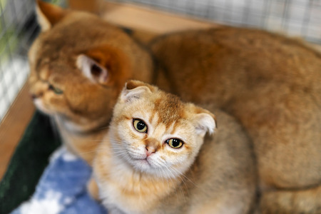 Scottish Fold cat and kitten