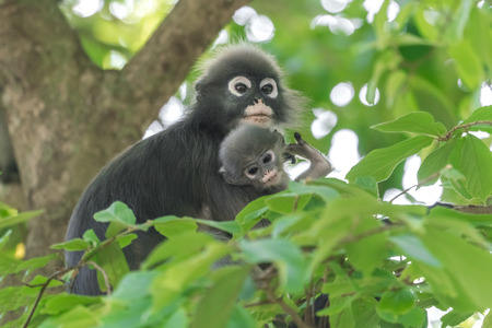 Dusky Leaf Monkey or Spectacled Langur (Trachypithecus obscurus). Female with newborn on the treeの写真素材