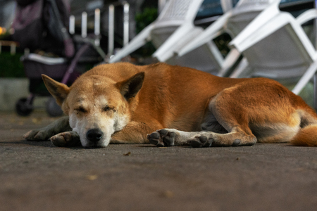 Big brown stray dog sleeps outdoorsの写真素材