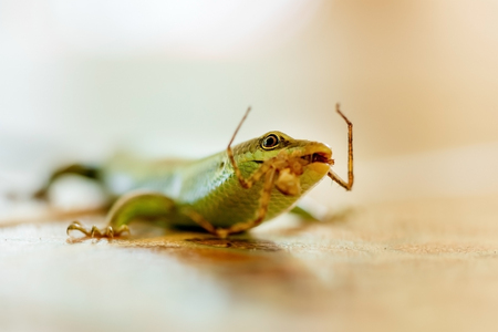 A green lizard eats an insectの写真素材