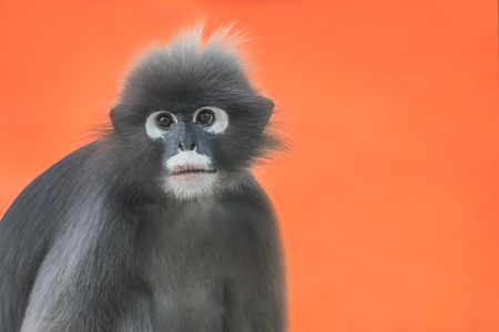 Dusky Leaf Monkey or Spectacled Langur (Trachypithecus obscurus) portrait on an orange backgroundの写真素材