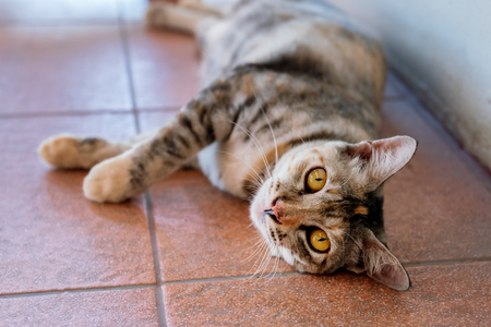 Gray domestic lazy cat lying on the floorの写真素材