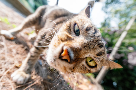 Funny cat looking to camera, close-up