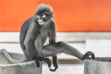 Dusky Leaf Monkey or Spectacled Langur (Trachypithecus obscurus)の写真素材