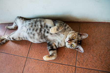 Gray domestic lazy cat lying on the tiled floor. Comfort, warmth, home