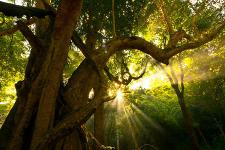 Nature, Sunlight, Sky, sun exposure, Sam Light, light, sunshine, beautiful skies, clouds, fog, low up, when noon sun, light, light sun, background, spiritual, sunray, blue, cloud, heaven, heavenly, heavens, Twilight.の写真素材