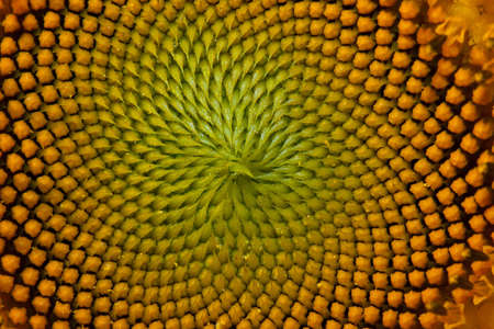 A Beautiful flower with a yellow colour. The cruxes are eatable.の写真素材