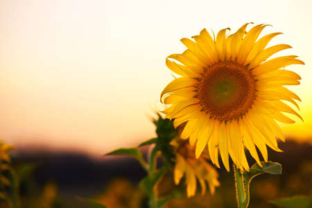 A Beautiful flower with a yellow colour. The cruxes are eatable.の写真素材