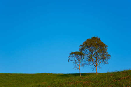 Trees on the grass terrace over the mountains and the sun, wind, Central Time, quiet relaxation.の写真素材
