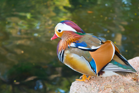 Madarin Duckの写真素材