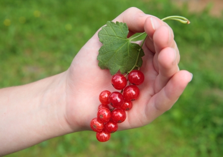 Woman's hand holding bunch of large red currantsの写真素材