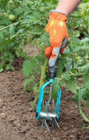 Hand in orange glove holds hand cultivatorの写真素材