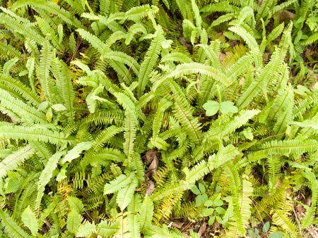 background of green leavesの写真素材