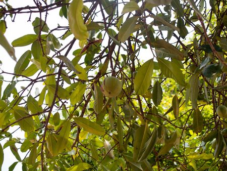 background Image of green leaves with green lace