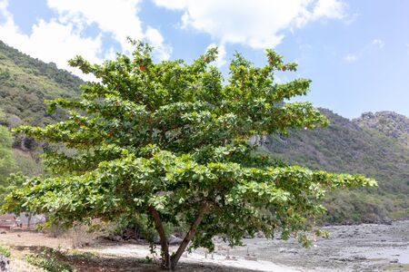 Big trees growing around the beach surrounded by mountains.