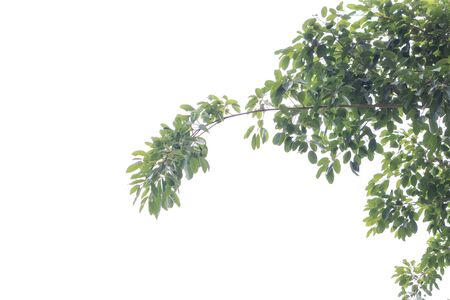 Green branches isolated on white background with free space for text.の写真素材