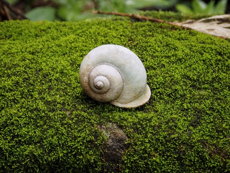 shellfish and green lichen on rock in rain forest.の素材