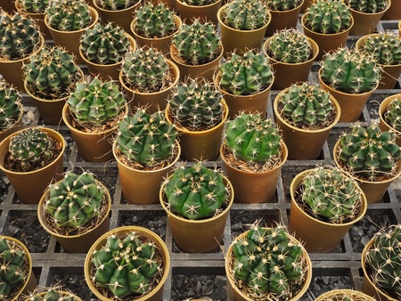 Cactus in a potの素材