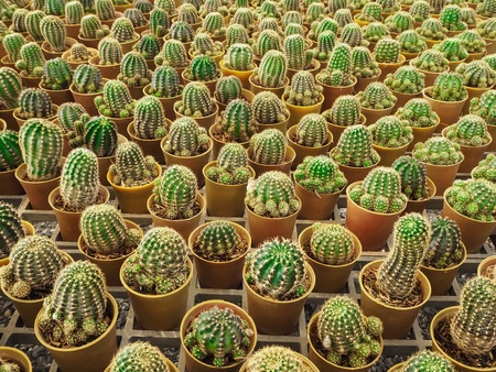 Cactus in a potの素材