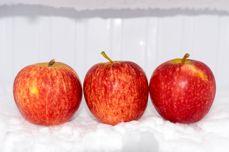red apple with white background in the Freezer.の写真素材
