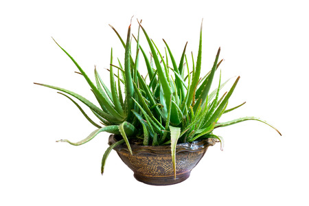 a gelatinous substance obtained from a kind of aloe, used especially in cosmetics as an emollient and for the treatment of burns.の写真素材