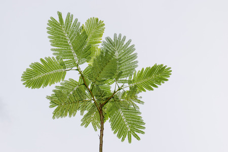 The natural tree green leafsの写真素材