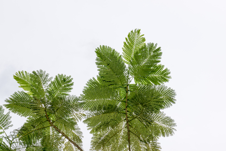 The natural tree green leafsの写真素材