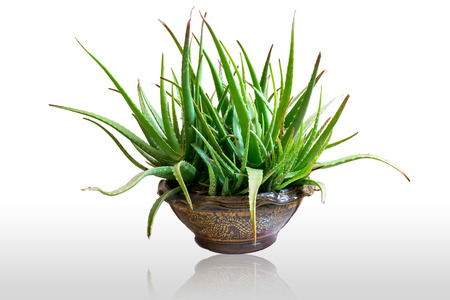 a gelatinous substance obtained from a kind of aloe, used especially in cosmetics as an emollient and for the treatment of burns.の写真素材