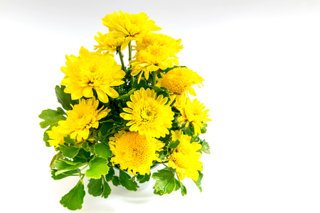 Marigold flower a plant of the daisy family, typically with yellow or orange.の写真素材