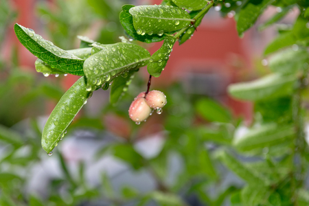 Rain drops on the tree on a rainy day.の写真素材