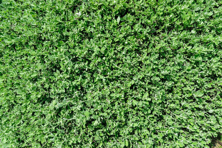 Green abstract texture background from nature.の写真素材