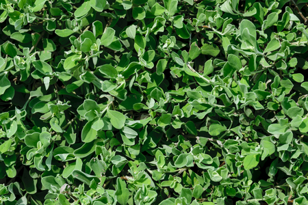 Green abstract texture background from nature.の写真素材