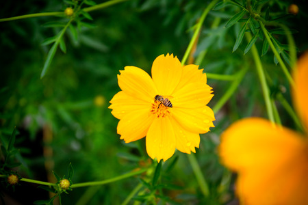 Bees are drinking the nectar of the flower cosmos.