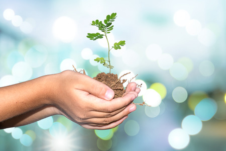 Young plant in child hands.の写真素材