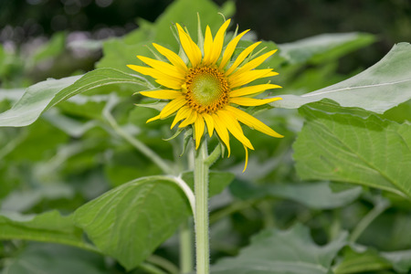 Beautiful sunflower in the garden.の写真素材